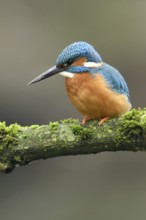Cavity-nesting bird... Kingfisher (Alcedo atthis) with soil on its beak, probably just digging at