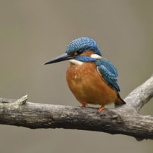 Bright orange breast... Kingfisher (Alcedo atthis), male, adult bird, on perching branch, frontal