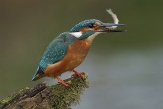 Head first... Kingfisher (Alcedo atthis) holds a fish in its beak to eat it, head first protects