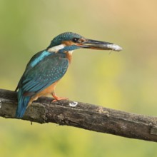 Kingfisher (Alcedo atthis), adult female, holding prey, a fish in her beak, finely resolved natural