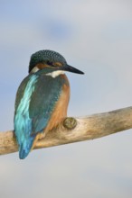 Ice blue... Kingfisher (Alcedo atthis), well-known, native, particularly beautiful bird sits in the