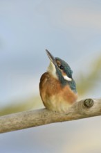 Young bird discovers the world... Kingfisher (Alcedo atthis), young, just fledged kingfisher looks
