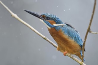 Defence posture... Kingfisher (Alcedo atthis) in winter during snowfall threatening a competitor,