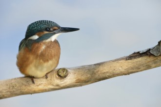 Kingfisher (Alcedo atthis), fledgling, still dull plumage colours sitting on a branch in front of a