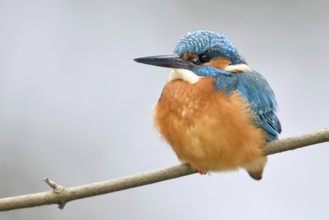 Thickly plumed... Kingfisher (Alcedo atthis), male bird, protects itself from the biting cold in