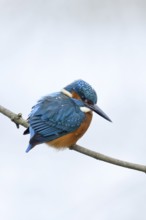 Iridescent blue and orange... Kingfisher (Alcedo atthis), male in winter in the snow, in light