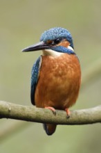 Long, strong pointed bill... Kingfisher (Alcedo atthis), frontal, detailed close-up, generally