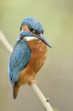 Posture score 1... Kingfisher (Alcedo atthis), male in spring, sits on a thin branch to hunt from