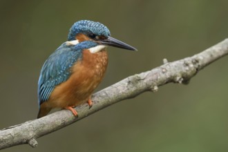 Classics of nature and animal photography... Kingfisher (Alcedo atthis), adult male on perching