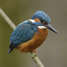 Colourful... Kingfisher (Alcedo atthis), male hunting, flying gem, one of the most striking and