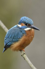 Typical picture... Kingfisher (Alcedo atthis) on perching branch, adult bird, male, recognisable by