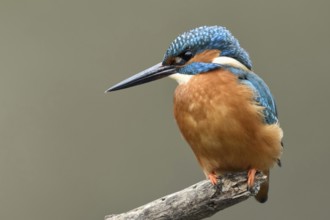 Elegant hunter... Kingfisher (Alcedo atthis) on its favourite perch, kingfishers are plungers that