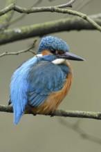 In the branches... Kingfisher (Alcedo atthis) sitting, resting in the branches of a tree, resting,
