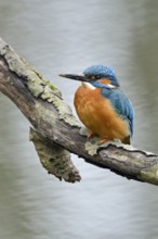 Cavity-nesting bird... Kingfisher (Alcedo atthis) with soil on its beak, probably just digging at