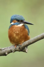 Kingfisher (Alcedo atthis), sitting on a branch in front of a dissolved green background, looking