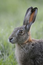 Field hare portrait... European hare (Lepus europaeus), endangered species, endangered by intensive