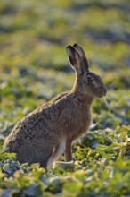 In the early morning light... European hare (Lepus europaeus) sitting in a rape field, looking