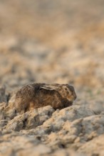 European hare (Lepus europaeus) resting with ears laid back on a freshly ploughed field, hiding in