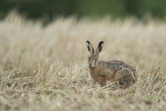 Between crop stubble... European hare (Lepus europaeus), apparently timid hare sitting in a