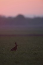 Dawn... European hare (Lepus europaeus) in the backlight far in front of sunrise on farmland,
