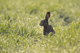 In a sea of light... European hare (Lepus europaeus) sits early in the morning on a field in young