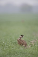 European hare (Lepus europaeus) sitting relaxed in a field in its typical environment early in the