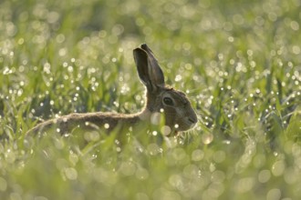 Bunny in the meadow... European hare (Lepus europaeus) early in the morning in the dewy grass of a