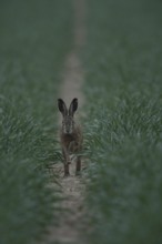 In the dark... Brown hare (Lepus europaeus), hare running through a lane in the field directly