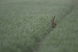 Brown Hare / European Hare (Lepus europaeus) sitting on its hind paws in a rut, watching over a dew