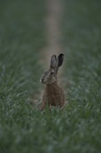 Hesitant... European hare (Lepus europaeus), hare sitting early in the morning at the end of a lane