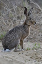 Watchful gaze... European hare (Lepus europaeus), adult hare photographed at eye level in a sand