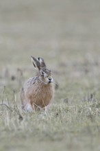 Increasingly endangered... European hare (Lepus europaeus), hare on a field, suffers from the