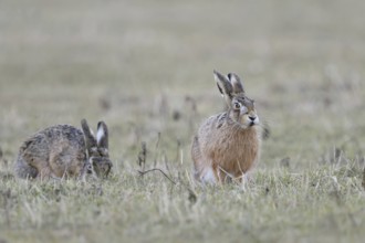 Two hares (Lepus europaeus), differently coloured, sitting together in a meadow, one eating, the