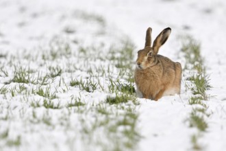 Winter... European hare (Lepus europaeus), hare crouching in the snow in a field on the Lower