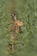 In the rain-soaked grain... Brown hare (Lepus europaeus) sitting in the lane of a cereal field,