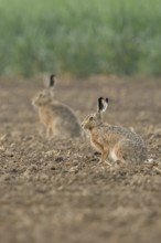 Two of them... Brown hare (Lepus europaeus) in a field on the Lower Rhine, belongs to the small