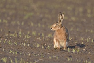 Irritated look... European hare (Lepus europaeus) sitting in the evening light on a freshly