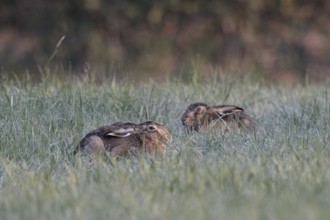 Resting in the grass... European hare (Lepus europaeus), two hares lying crouched and with ears