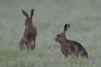 Two in a wet field... Brown hares (Lepus europaeus), hares sit next to each other in a meadow, are