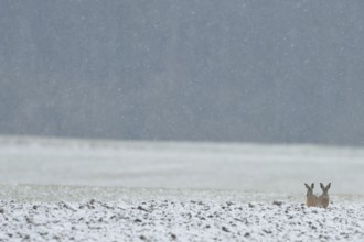 Two brown hares (Lepus europaeus) sitting next to each other in a field in winter during snowfall,