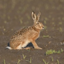 In the evening light... European hare (Lepus europaeus), adult, sits in the early morning light on