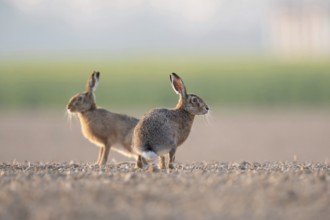 Hares in the field... Brown hares (Lepus europaeus) in a typical agricultural environment, sitting