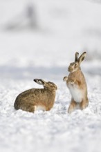 Brown hare (Lepus europaeus), pair of hares in winter at mating time, mating season, two hares