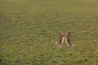 Brown hare, hare (Lepus europaeus), pair of hares at mating time, mating season, two hares