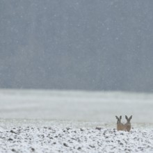 Two brown hares (Lepus europaeus) sitting next to each other in a field in winter during snowfall,