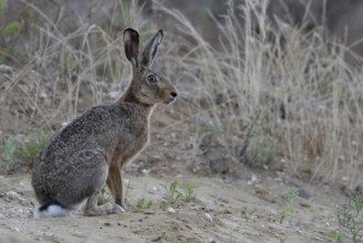Attentive look... Brown hare (Lepus europaeus), adult hare photographed at eye level in a sand pit,