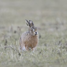 European hare (Lepus europaeus), adult, sitting relaxed in a meadow, eating, munching, early