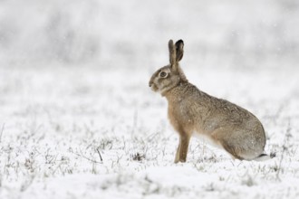 European hare (Lepus europaeus) sitting upright in winter with light snowfall in a meadow on the
