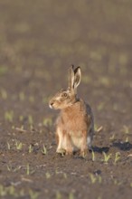 Irritated look... European hare (Lepus europaeus) sitting in the evening light on a freshly