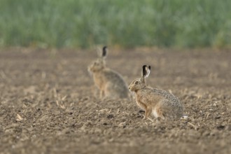 Two of them... Brown hare (Lepus europaeus) in a field on the Lower Rhine, belongs to the small